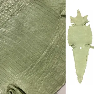 Caiman Crocodile | Mint