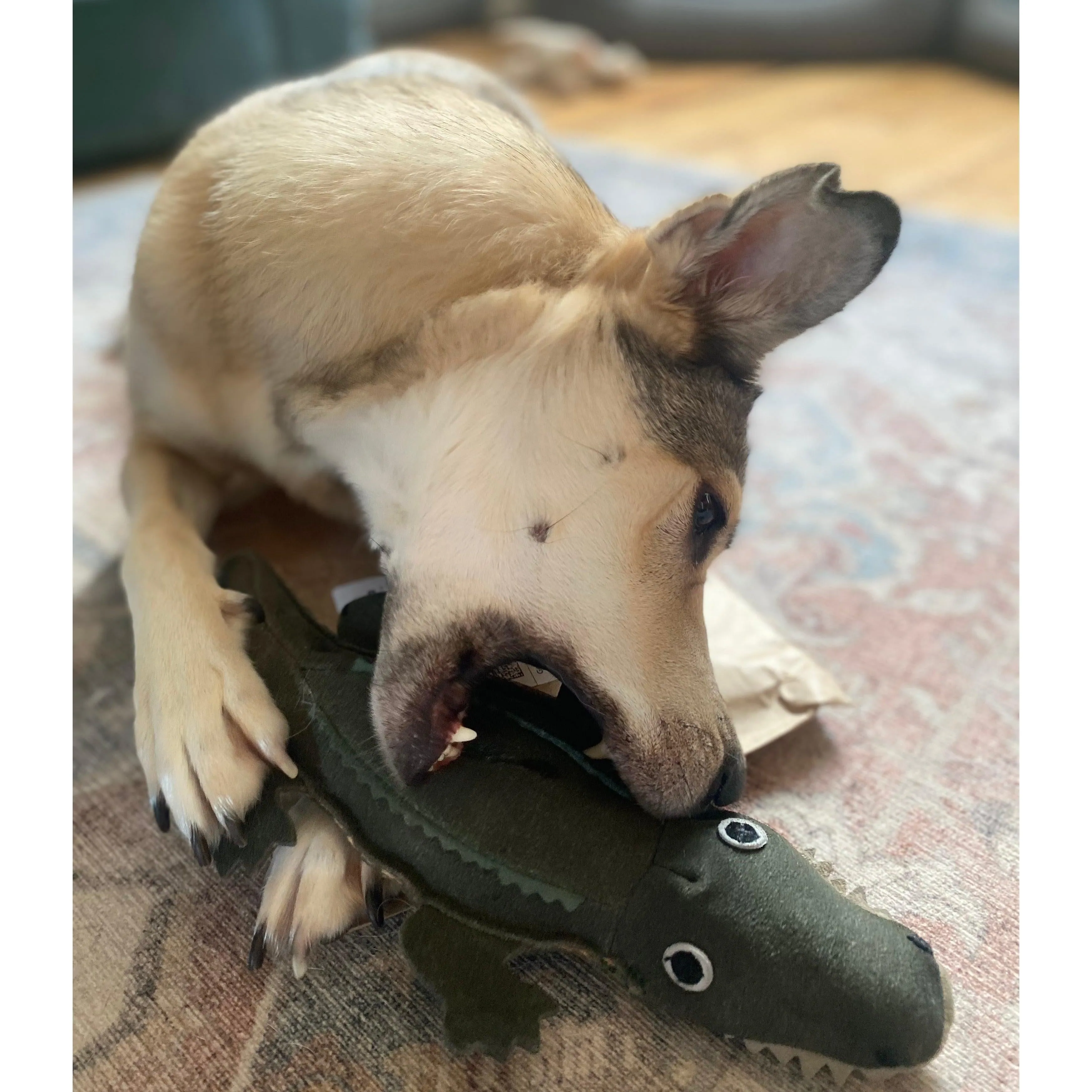 Green & Wilds | Eco Dog Toy - Colin the Crocodile